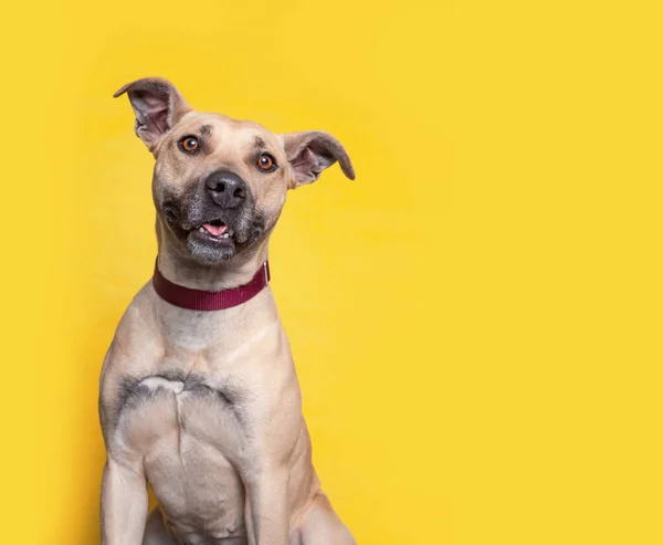 Zole Edilmiş Bir Arka Planda Şirin Bir Köpeğin Stüdyo Çekimi — Stok fotoğraf