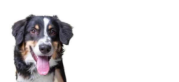 Studio Shot Cute Dog Isolated Background — Stock Photo, Image