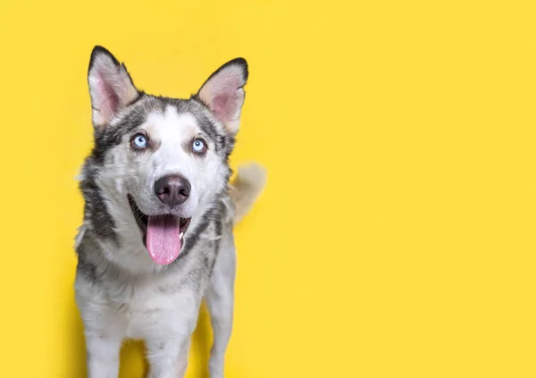 Studioaufnahme Eines Niedlichen Hundes Auf Isoliertem Hintergrund — Stockfoto