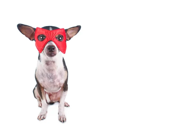 头戴红色超级英雄面具的老鼠狗 — 图库照片