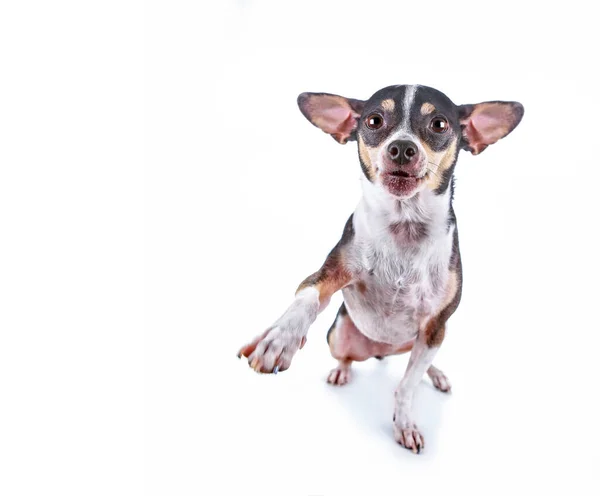 Söt Chihuahua Rat Terrier Blandning Isolerad Vit Bakgrund — Stockfoto