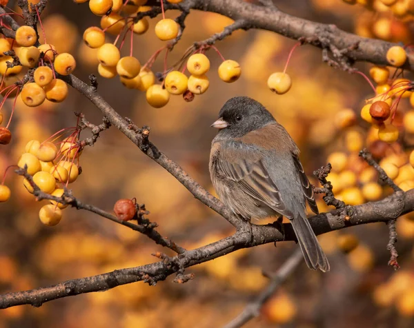 Tmavé Oči Junco Sedí Větvi — Stock fotografie