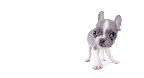 Foto Bonito Estúdio Cachorros Buldogue Francês Filmado Fundo Branco Isolado — Fotografia de Stock