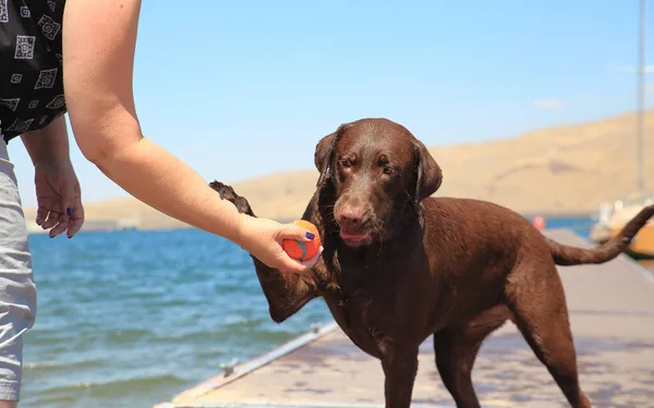 Chocolate Lab Playing Dock Her Owner — Photo