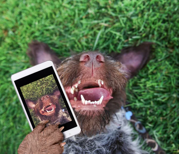 Sırtında Çimen Islak Ağzını Bir Selfie Alarak Yan Dışarı Asılı — Stok fotoğraf