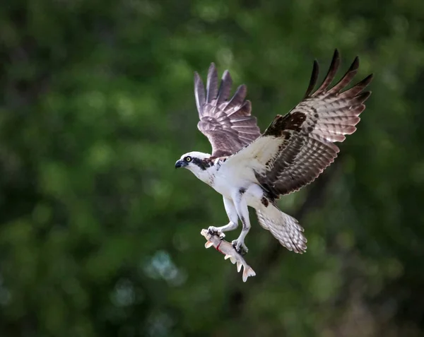 Hermosa Foto Águila Pescadora Naturaleza — Foto de Stock