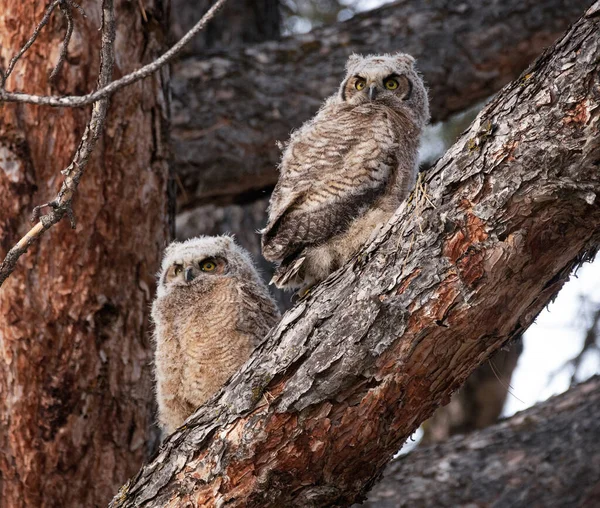 Great Horned Owl Out Nature — Stock Photo, Image