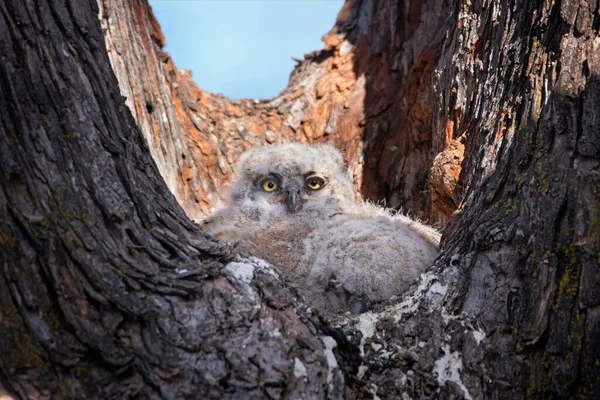 Great Horned Owl Nest Owlet — Fotografia de Stock