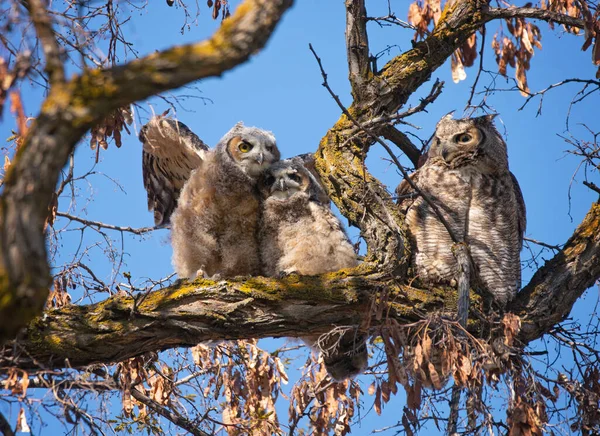 Great Horned Owlet Stretching Its Wings — Stockfoto