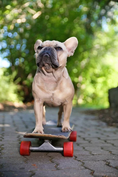 Lindo Bulldog Francés Montando Monopatín Parque — Foto de Stock