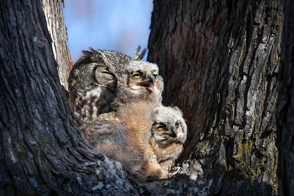 Great Horned Owl Nest Owlet — Stockfoto