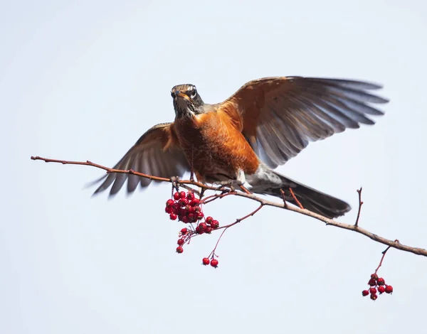 Robin Des Bois Américain Dans Arbre — Photo