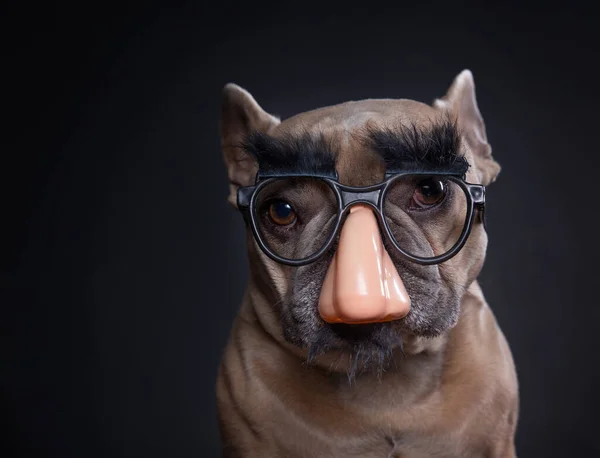 Estudio Disparo Lindo Perro Fondo Aislado — Foto de Stock