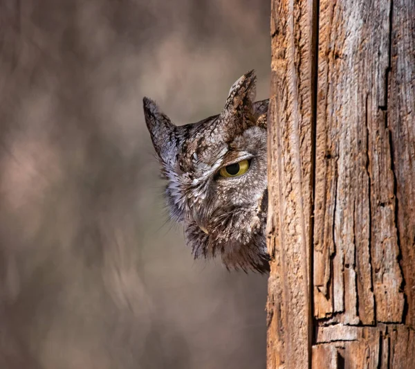 Westelijk Krijsende Uil Gluurt Uit Een Nest — Stockfoto