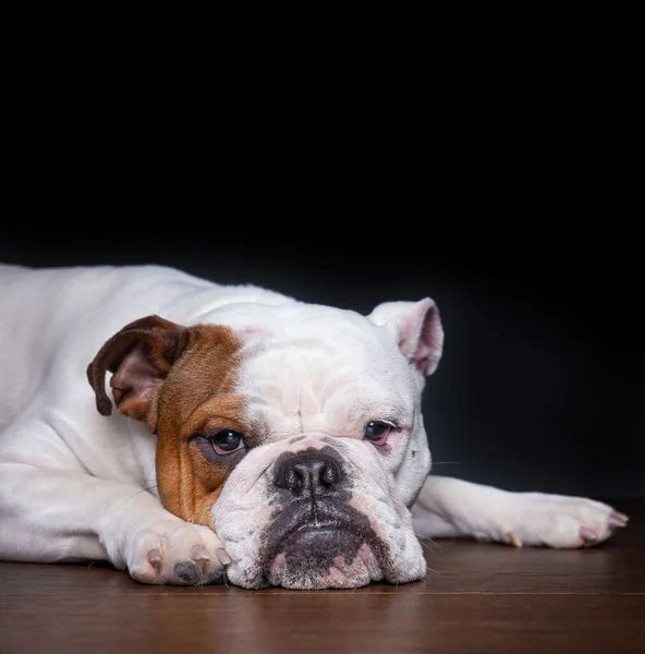 Bulldogge Vor Isoliertem Hintergrund Einem Atelier — Stockfoto