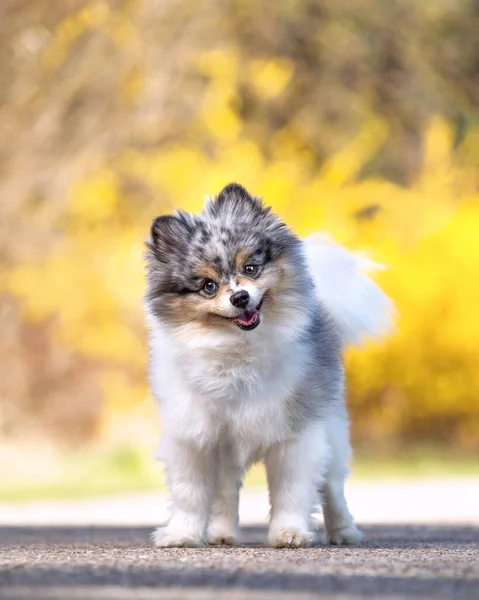 Carino Pomerania Fuori Ambiente Naturale — Foto Stock