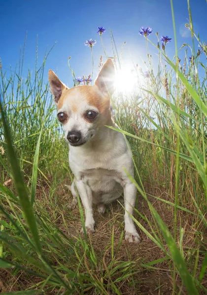 Cute Chihuahua Sitting Front Flower Grass Hot Summer Day — Stock Photo, Image