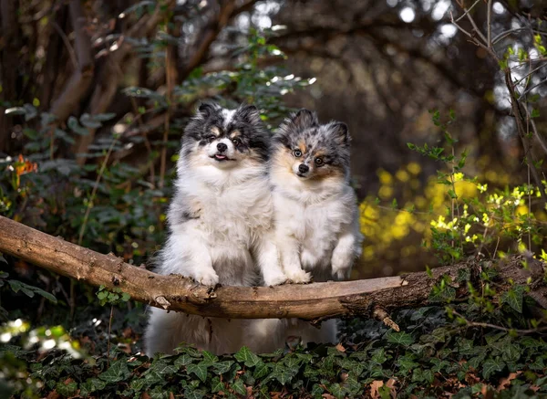 Schattig Pomeranian Uit Een Natuurlijke Omgeving — Stockfoto