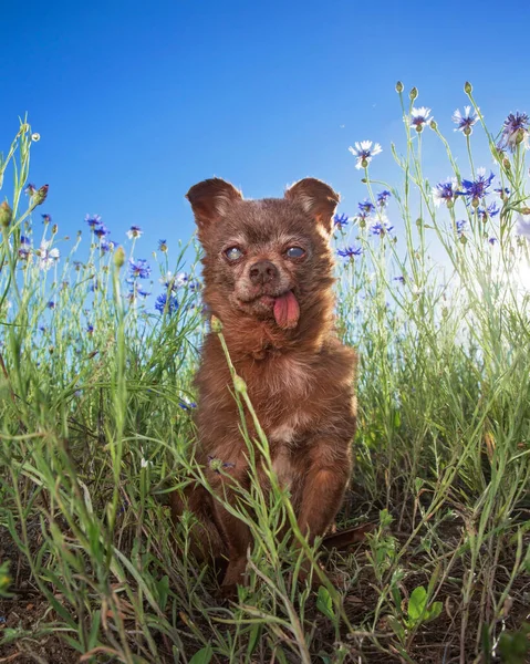 Roztomilá Chihuahua Která Sedí Před Květinou Trávě Horkého Letního Dne — Stock fotografie