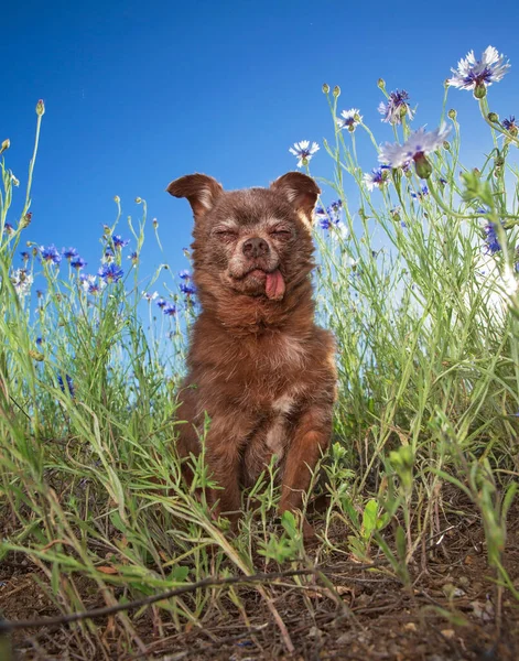 Chihuahua Bonito Sentado Frente Uma Flor Grama Dia Quente Verão — Fotografia de Stock