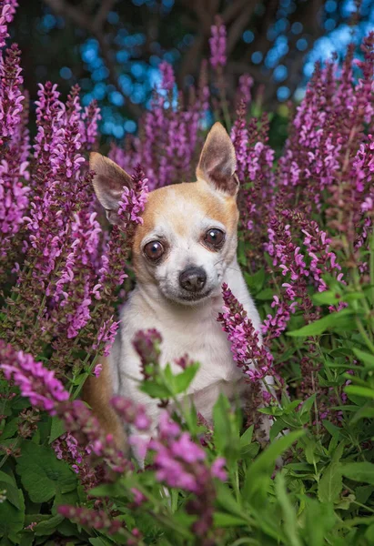 Cute Chihuahua Siedzi Przed Kwiatem Trawie Gorącym Letnim Dniu — Zdjęcie stockowe