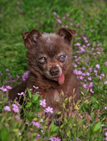 Cute Chihuahua Siedzi Przed Kwiatem Trawie Gorącym Letnim Dniu — Zdjęcie stockowe