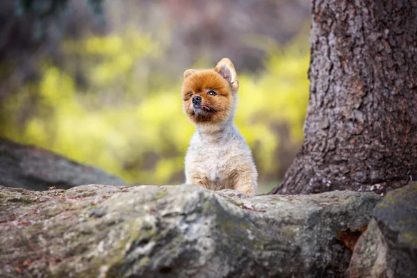 Schattig Pomeranian Uit Een Natuurlijke Omgeving — Stockfoto
