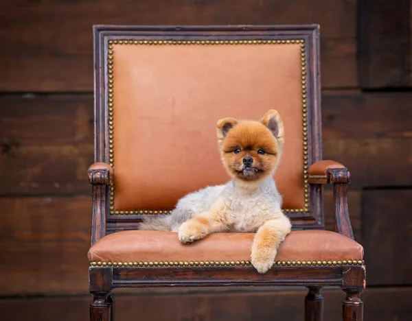 Studio Shot Cute Pomeranian — Stockfoto