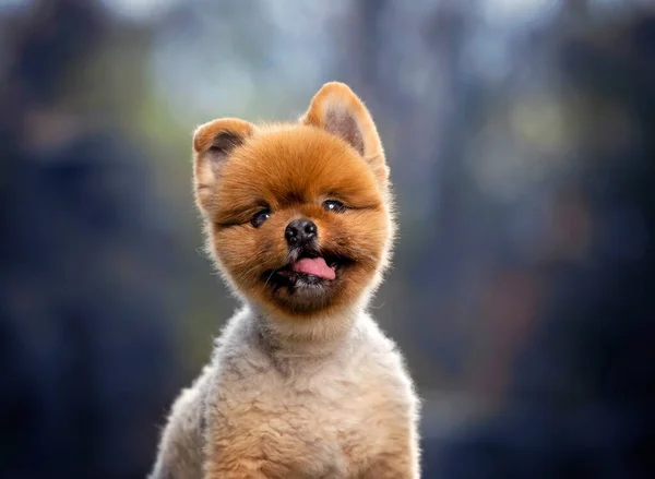 Roztomilý Pomeranian Ven Přirozeném Prostředí — Stock fotografie