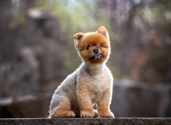 Roztomilý Pomeranian Ven Přirozeném Prostředí — Stock fotografie