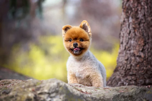 Cute Pomeranian Out Natural Setting — стоковое фото