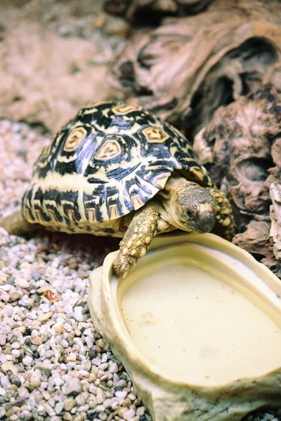 Leopard Tortoise (Geochelone pardalis) — Stock Photo, Image