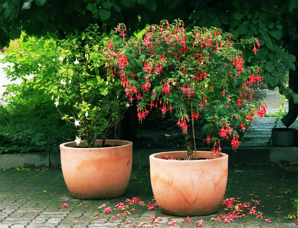 Standard (träd) Fuchsia växt — Stockfoto