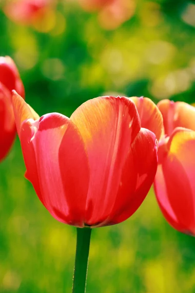 Red tulip — Stock Photo, Image