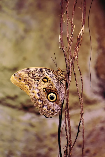 Owl butterfly (Caligo eurilochus) — Stock Photo, Image