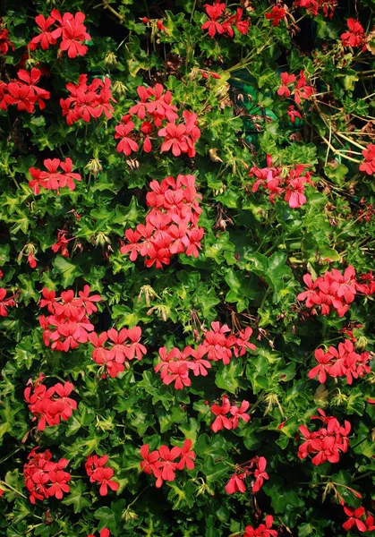 Röd pelargon (Pelargonium) — Stockfoto