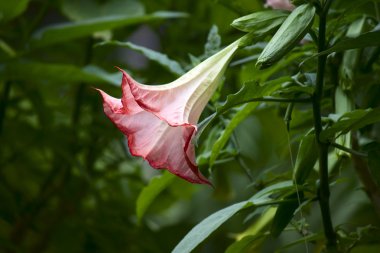 Datura. brugmansia. Angel's trompet.