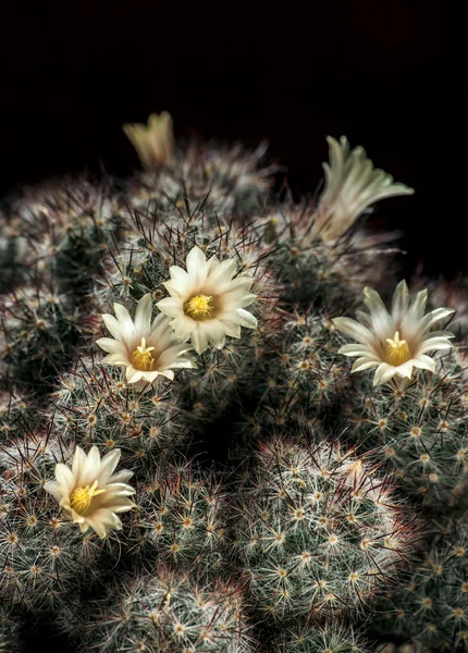 Blooming Mammillaria cactus — Stock Photo, Image