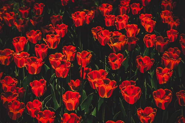 Red tulips — Stock Photo, Image