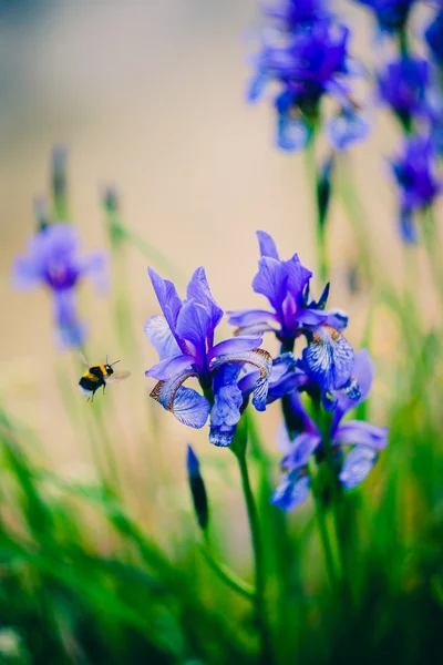 Iris and bee. — Stock Photo, Image