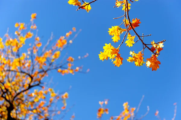 Herfstbladeren — Stockfoto