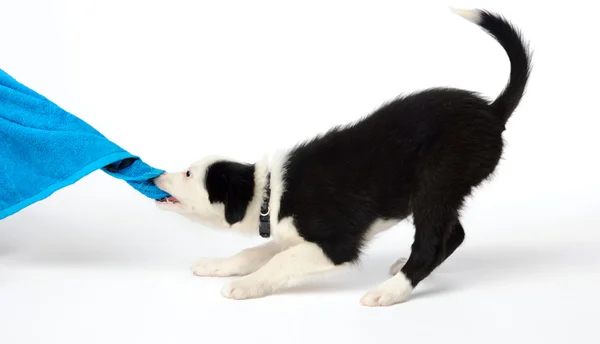 Fun with puppy — Stock Photo, Image