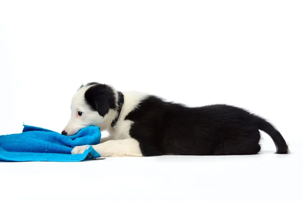 Fun with puppy — Stock Photo, Image