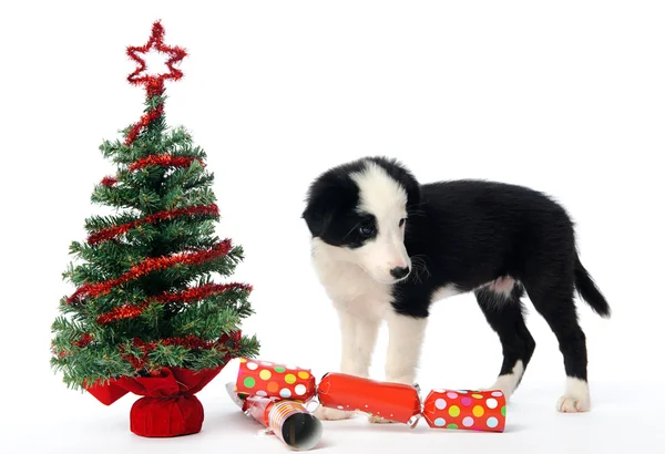 Cãozinho de Natal — Fotografia de Stock