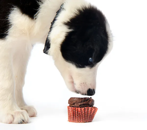 Puppy and chocolate cupcake — Stock Photo, Image