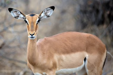 kadın Impala