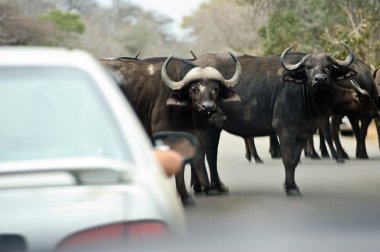 Afrika manda
