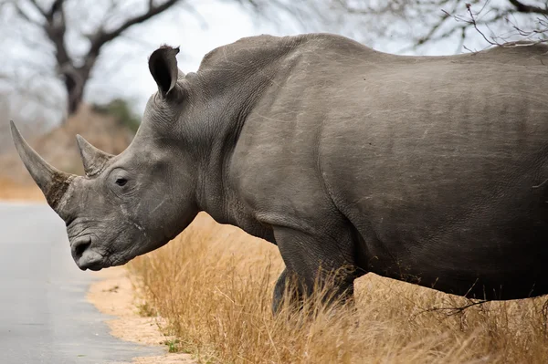 Kvinnlig rhino — Stockfoto