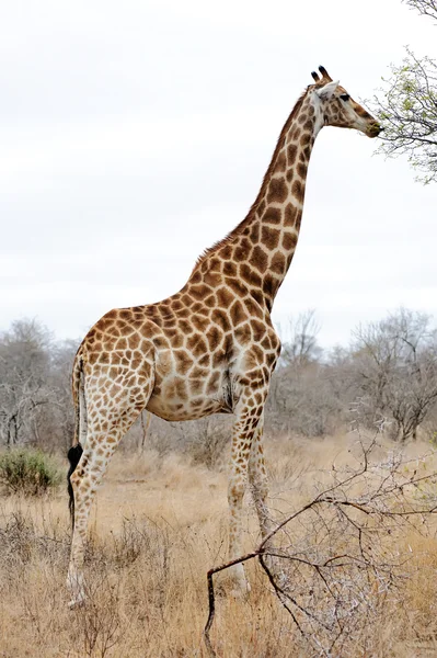 Majestoso Girafa — Fotografia de Stock