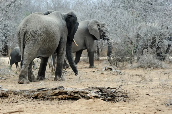 Grote olifant — Stockfoto